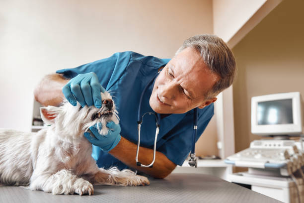 Best Same-Day Emergency Dental Services in Georgetown, OH